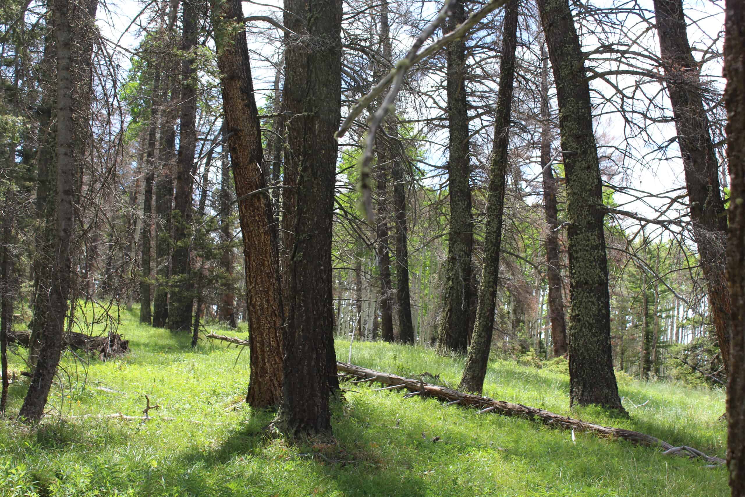 Mountain Land For Sale in Arrowhead Subdivision