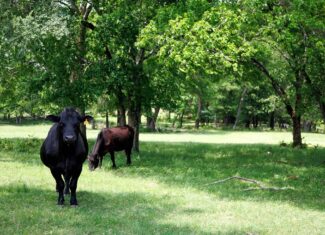47.79-Acre Hunting Land with Cabin for Sale Ben Wheeler TX