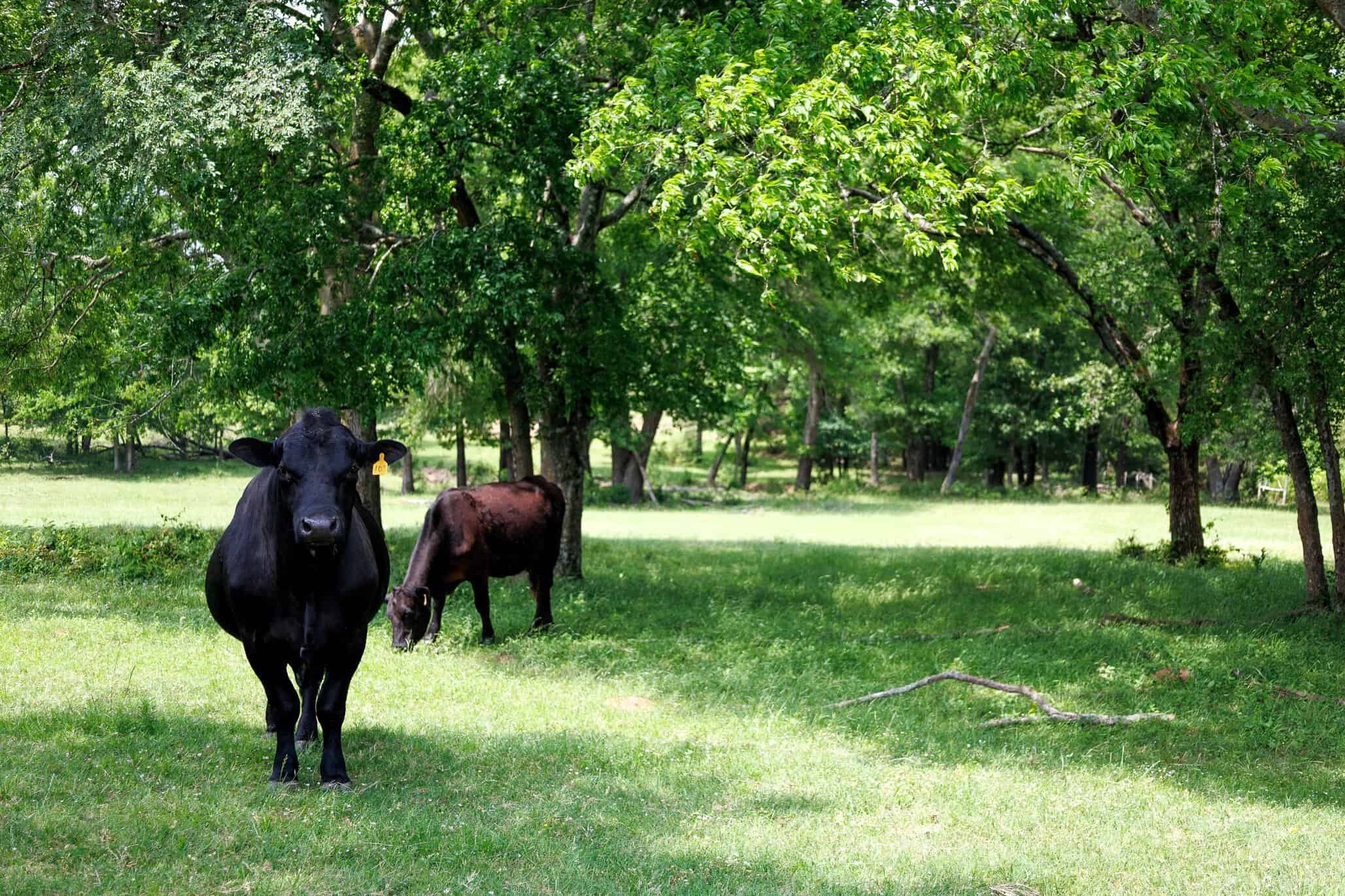 47.79-Acre Hunting Land with Cabin for Sale Ben Wheeler TX