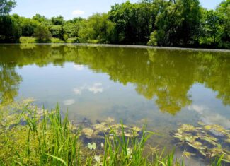Lincoln County Recreational Homesite, Pond And Acreage For Sale