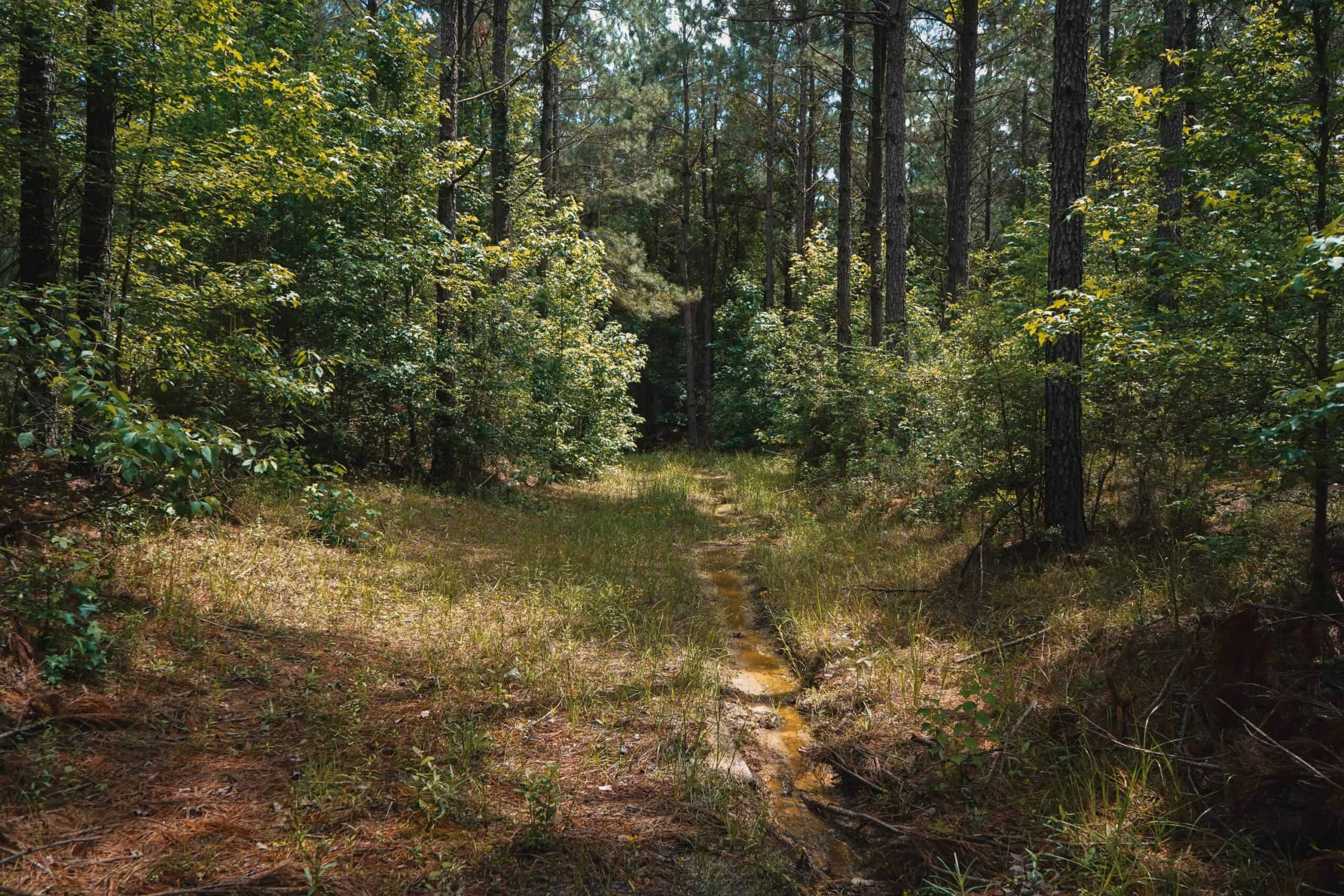 Weston 53 – Timber & Hunting Land in Louisiana