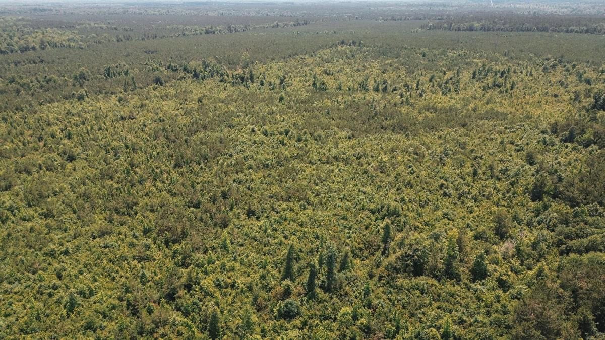 Weston 112 – Timber & Hunting Land in Jackson Parish, LA