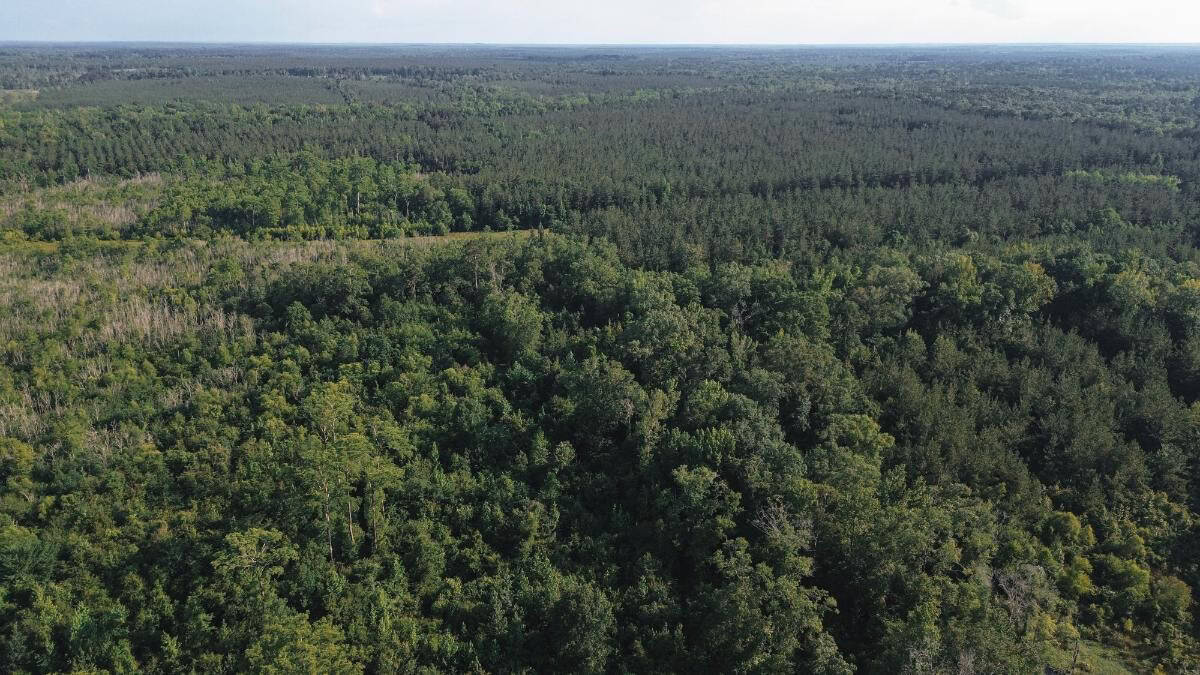 Chatham 72 – HARDWOOD TIMBER & HUNTING JACKSON PARISH LA