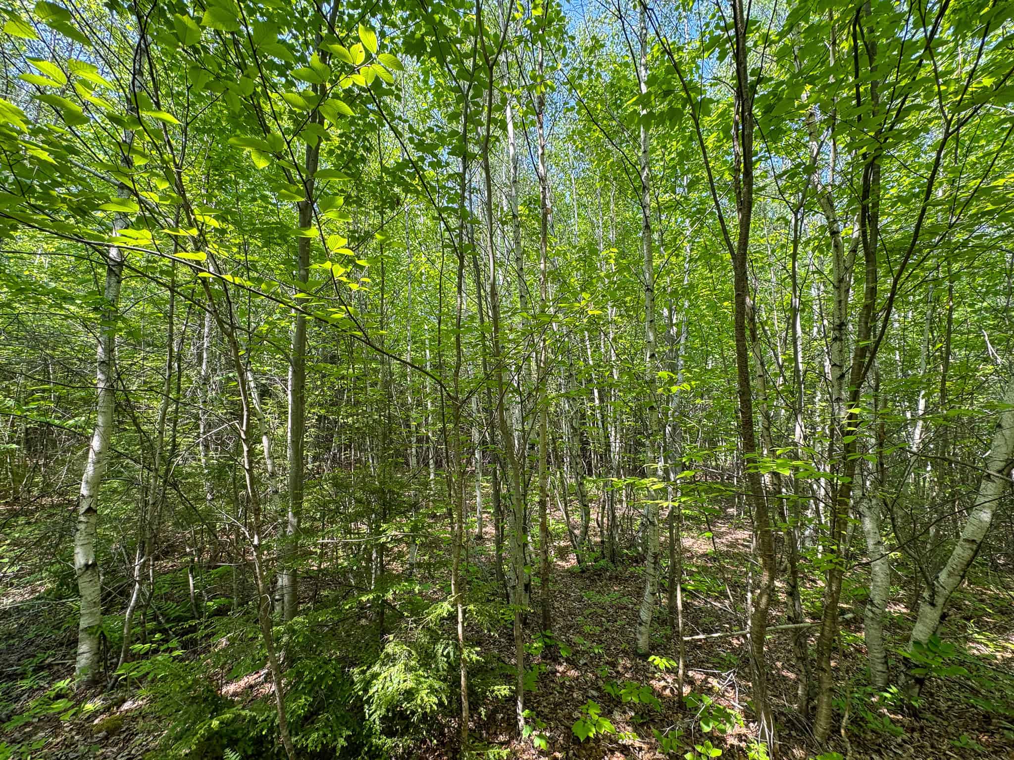Large Land Parcel – 100 Acres in Maxfield, Maine