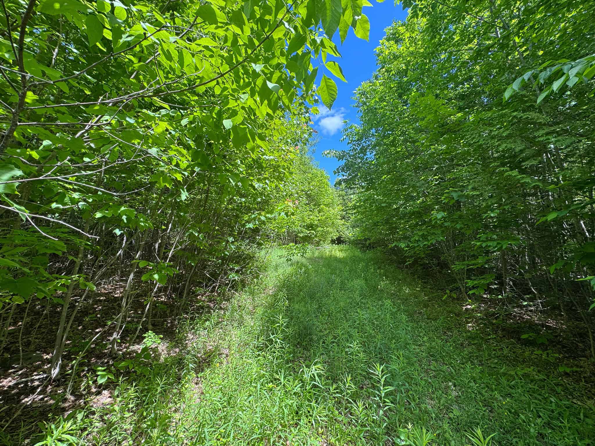 Large Acreage Maine Land for Sale Near West Grand Lake Chain
