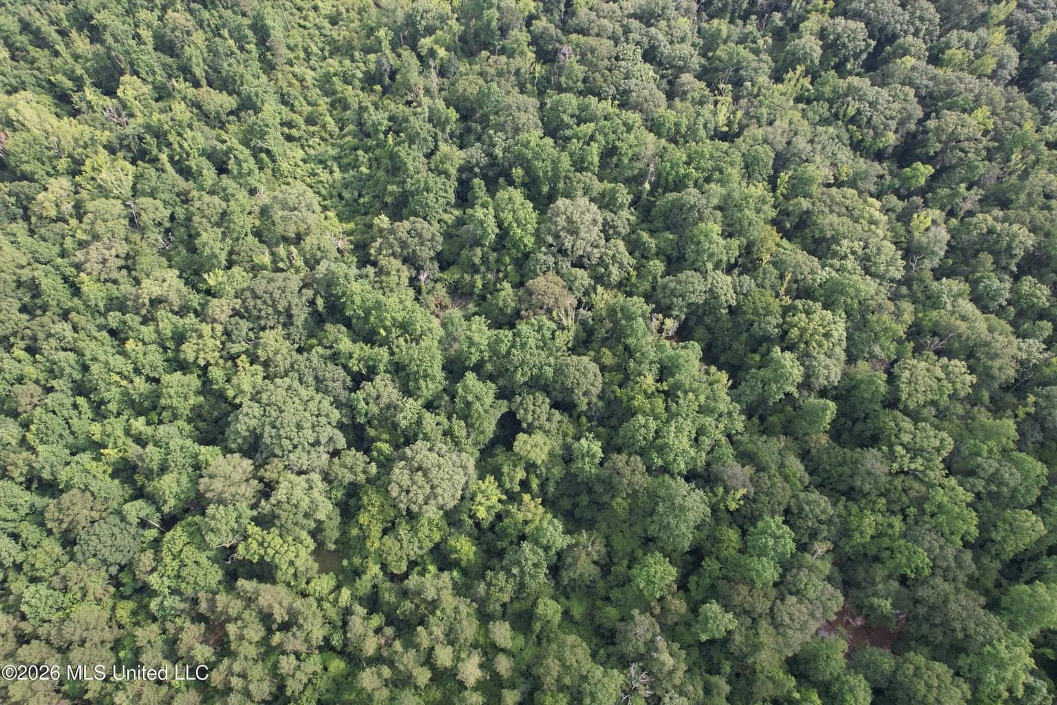 155 Acres Hunting Land for Sale in Centreville, MS