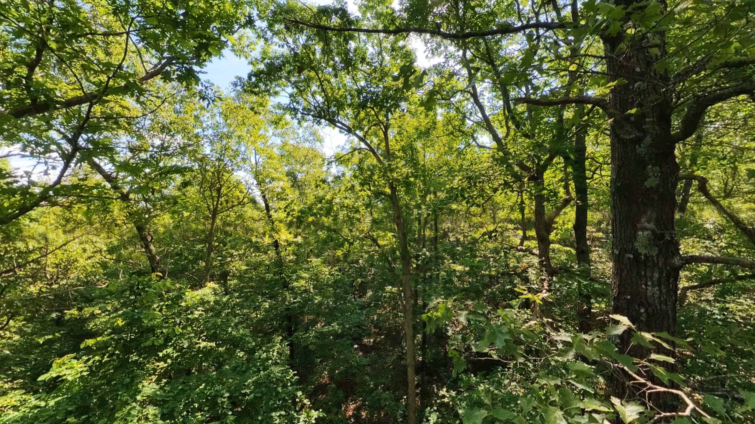 Missouri Hunting Property Bordering National Forest