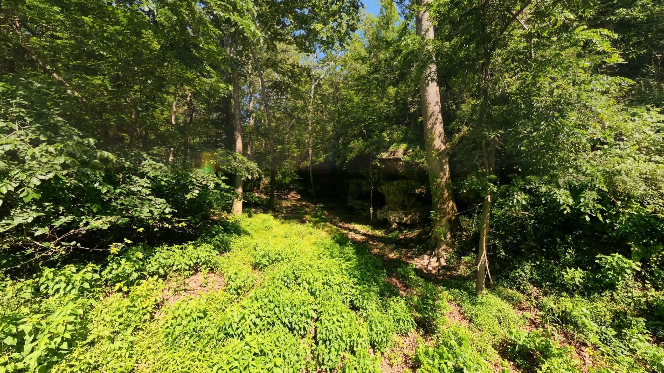 Missouri Hunting Property Bordering National Forest