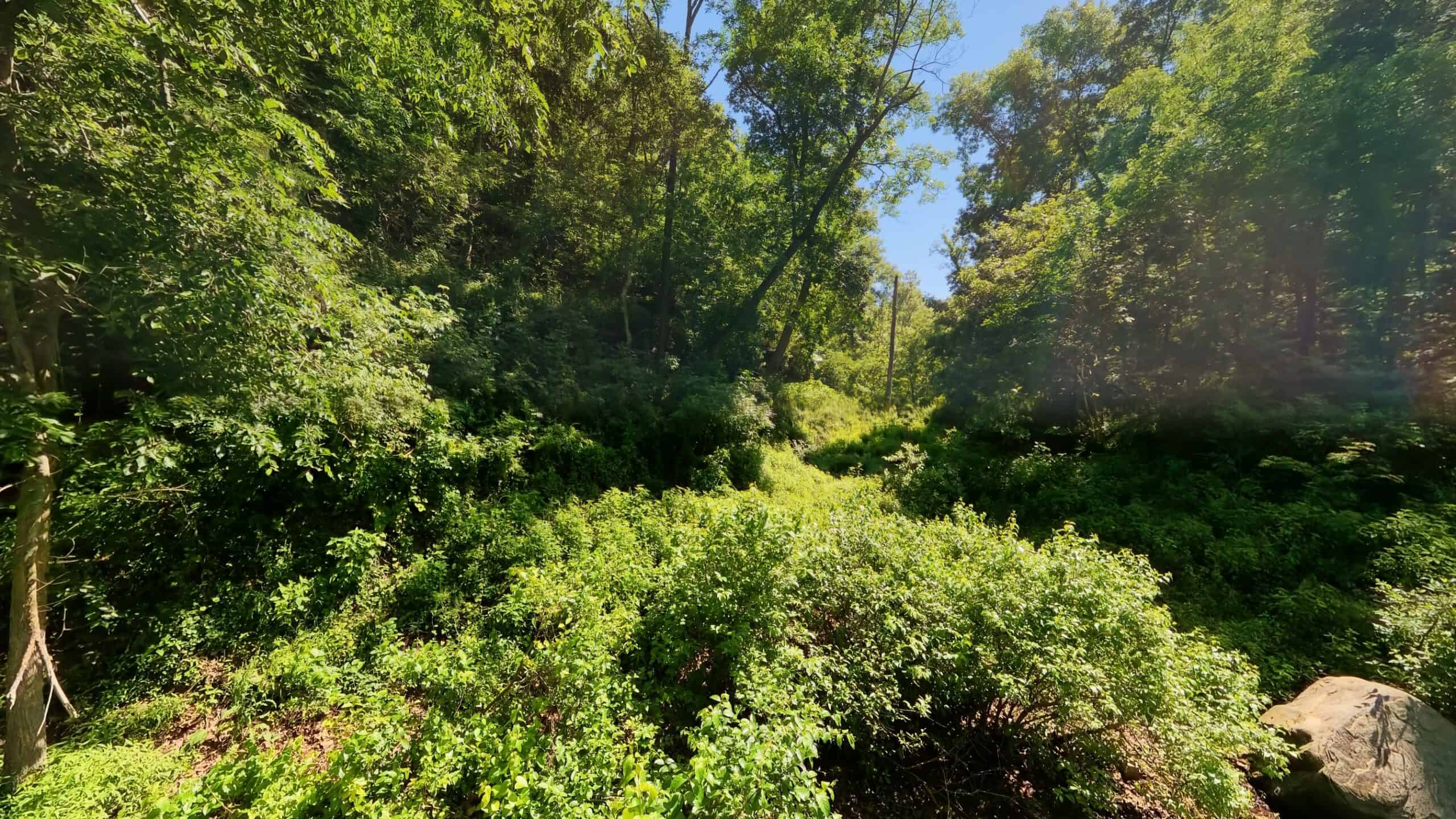 Missouri Hunting Property Bordering National Forest