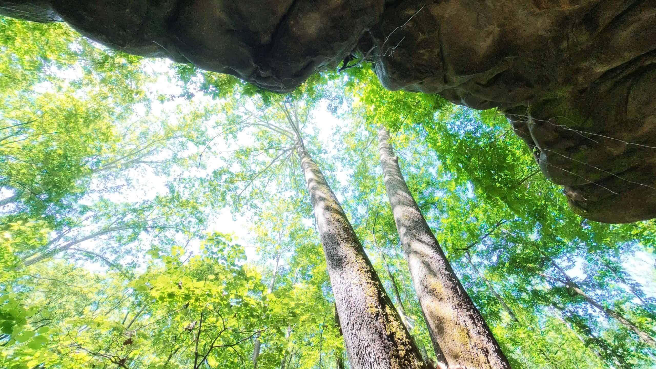 Missouri Hunting Property Bordering National Forest