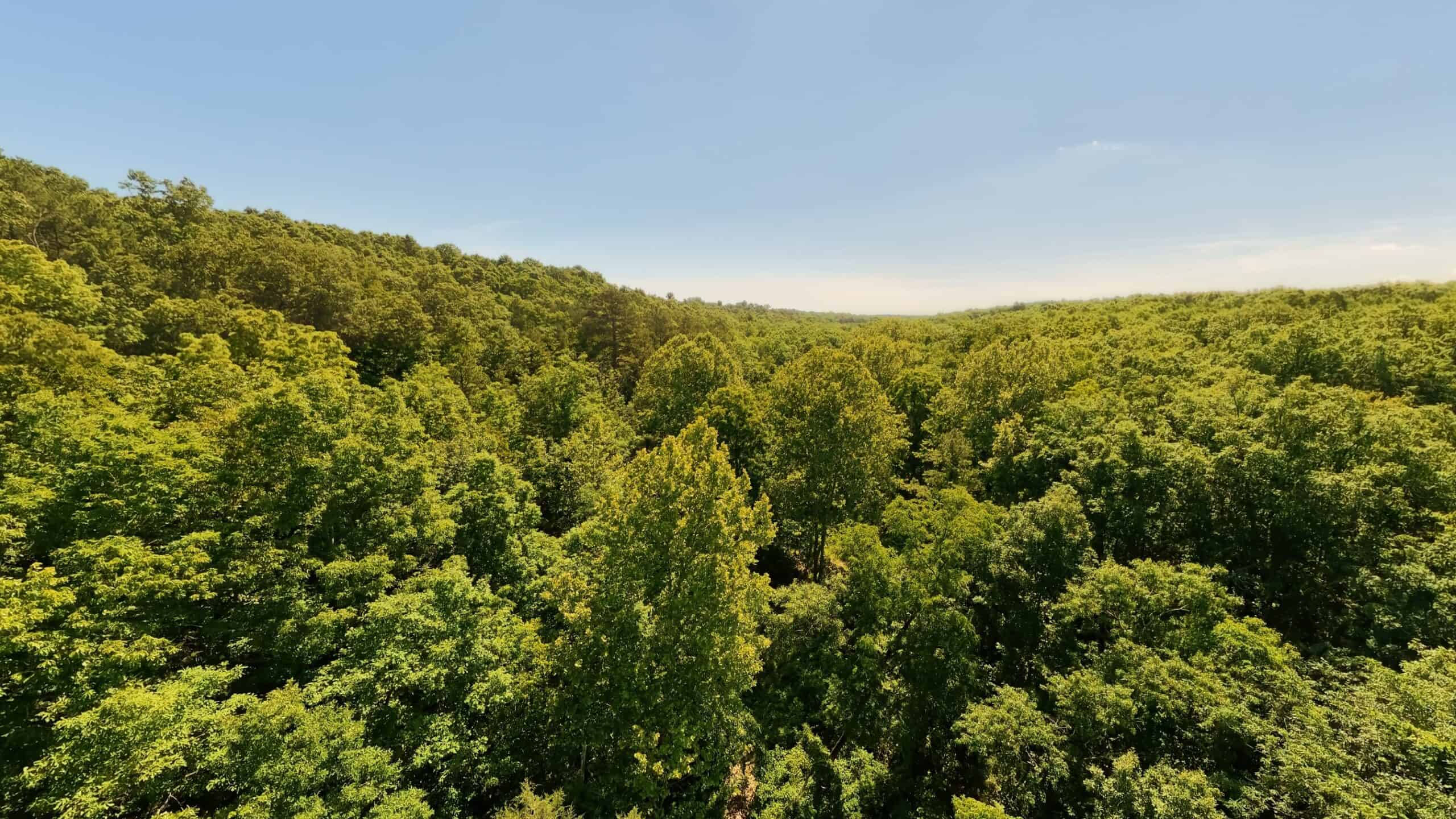 Missouri Hunting Property Bordering National Forest