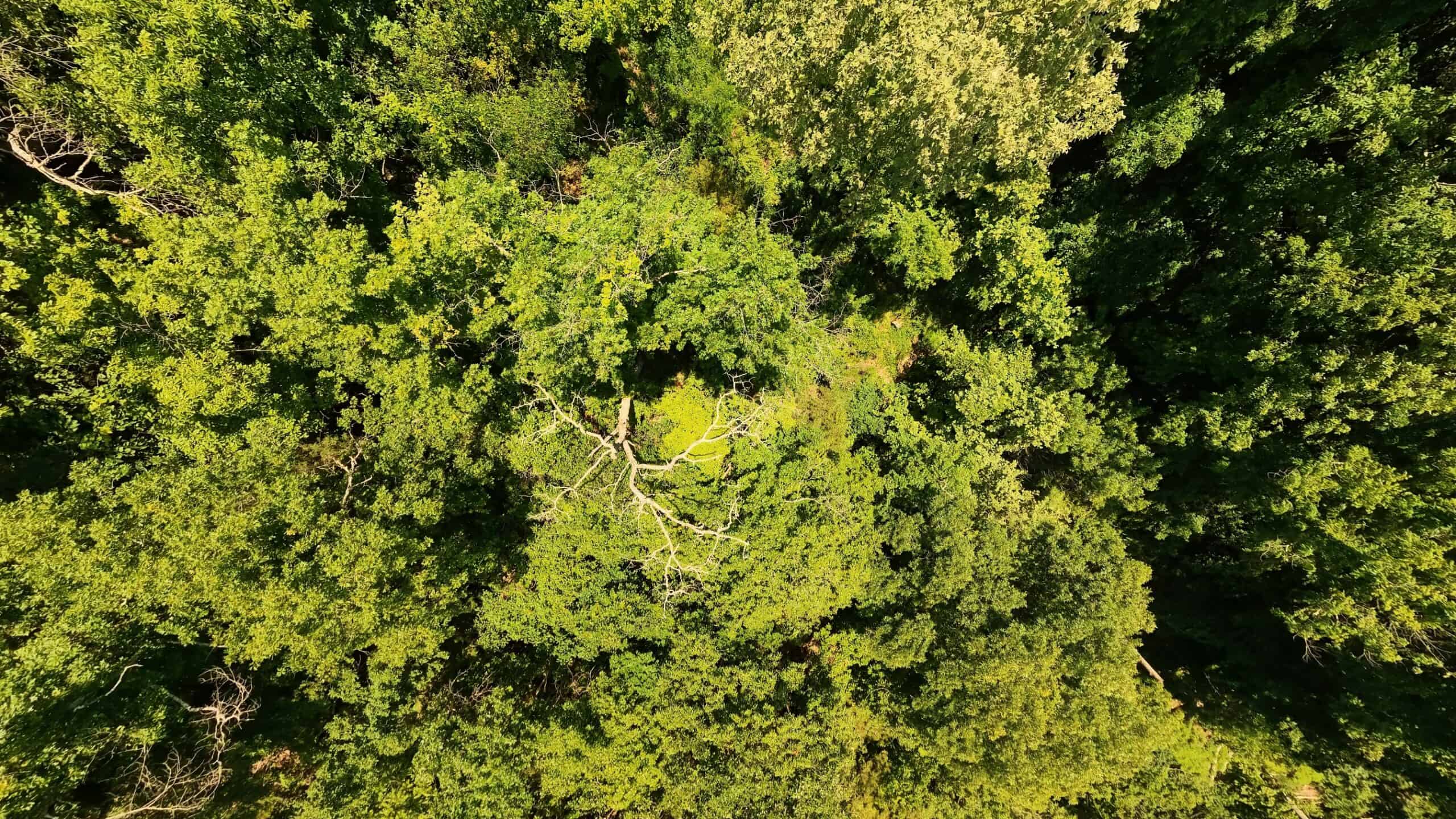 Missouri Hunting Property Bordering National Forest