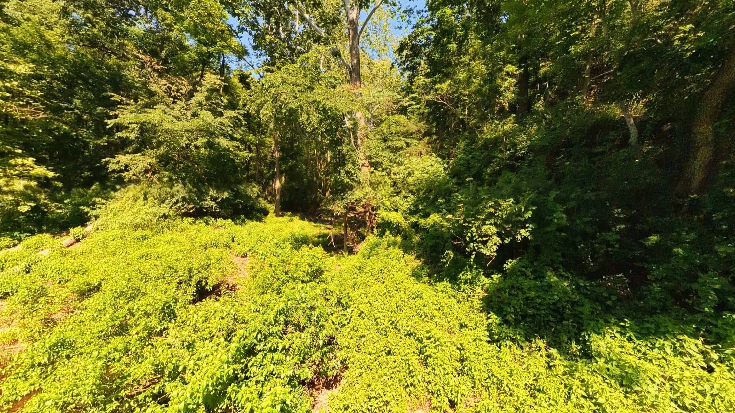 Missouri Hunting Property Bordering National Forest