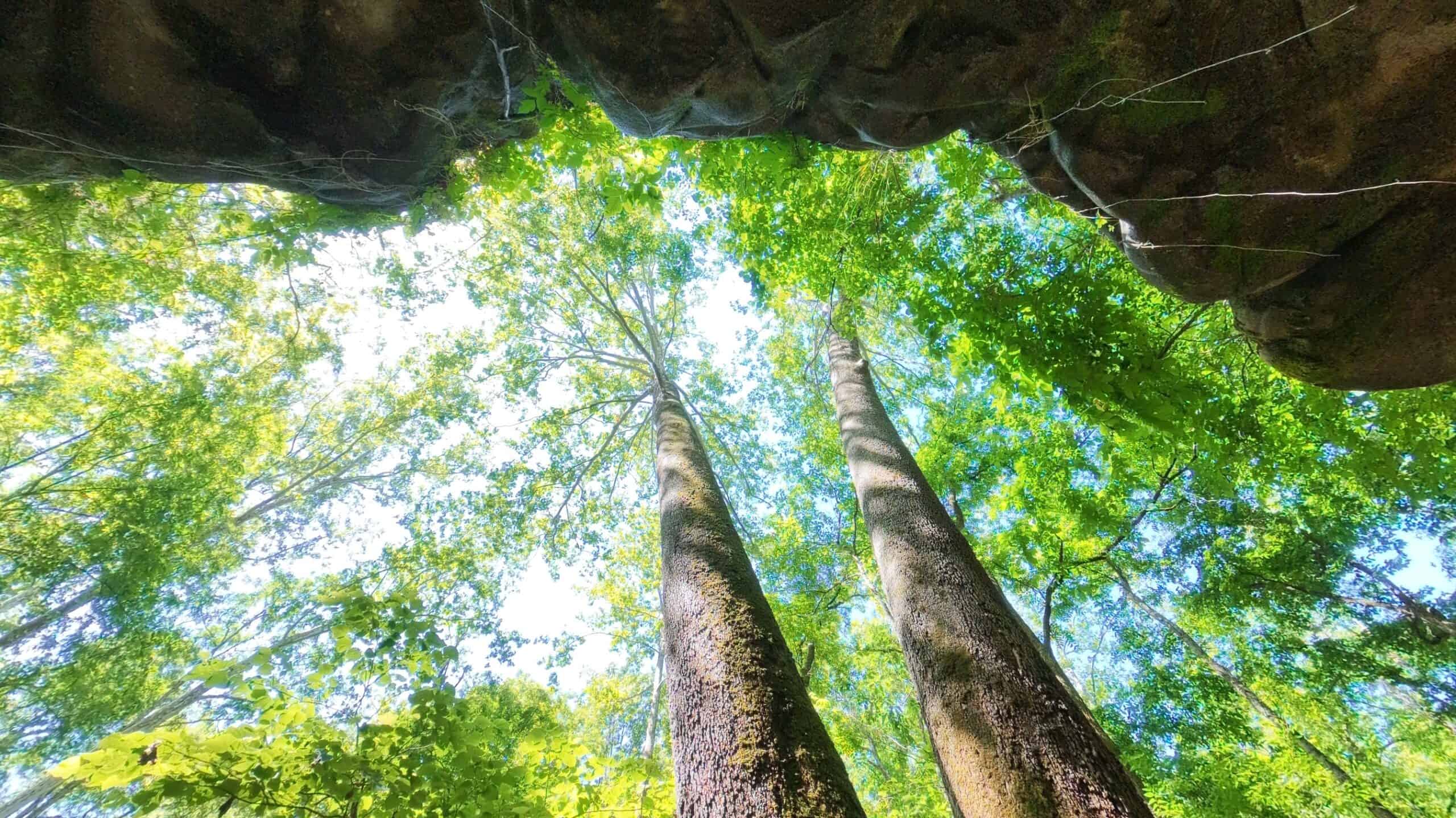 Missouri Hunting Property Bordering National Forest