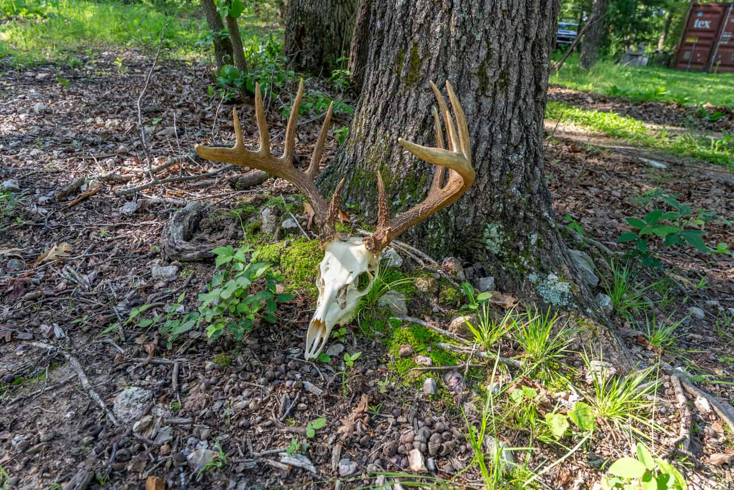 Missouri Hunting Property Bordering National Forest