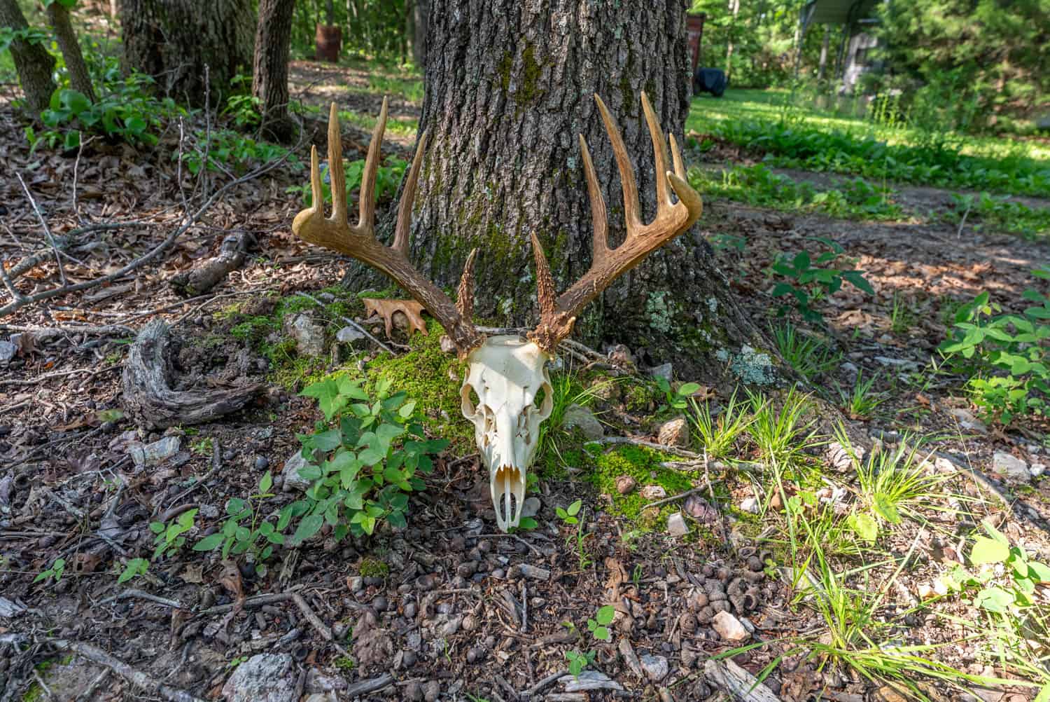 Missouri Hunting Property Bordering National Forest