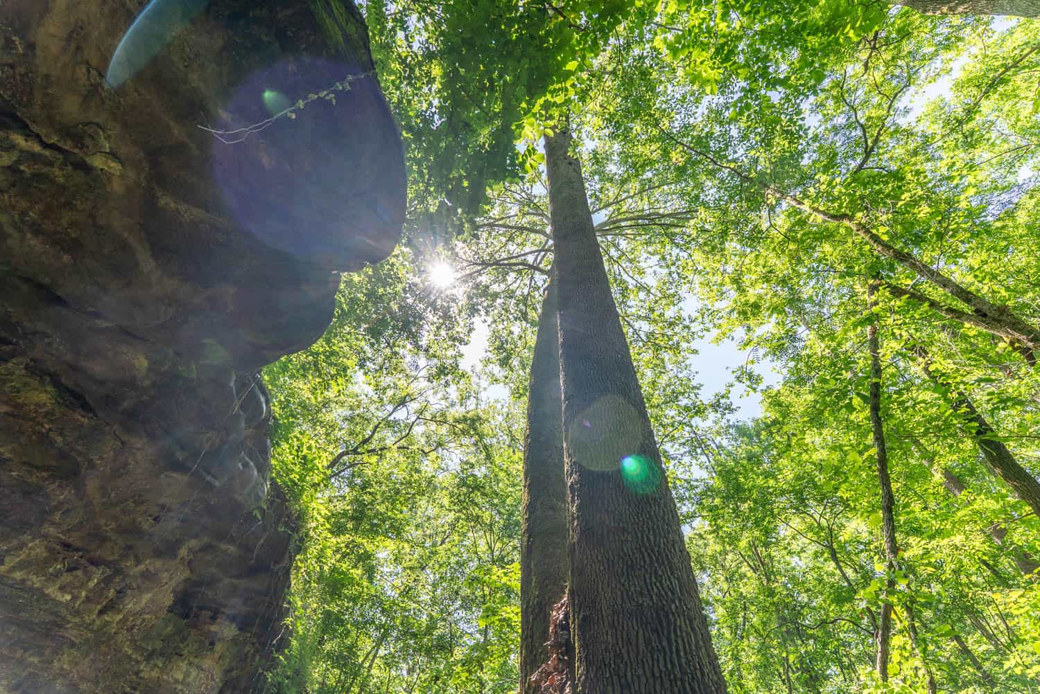 Missouri Hunting Property Bordering National Forest
