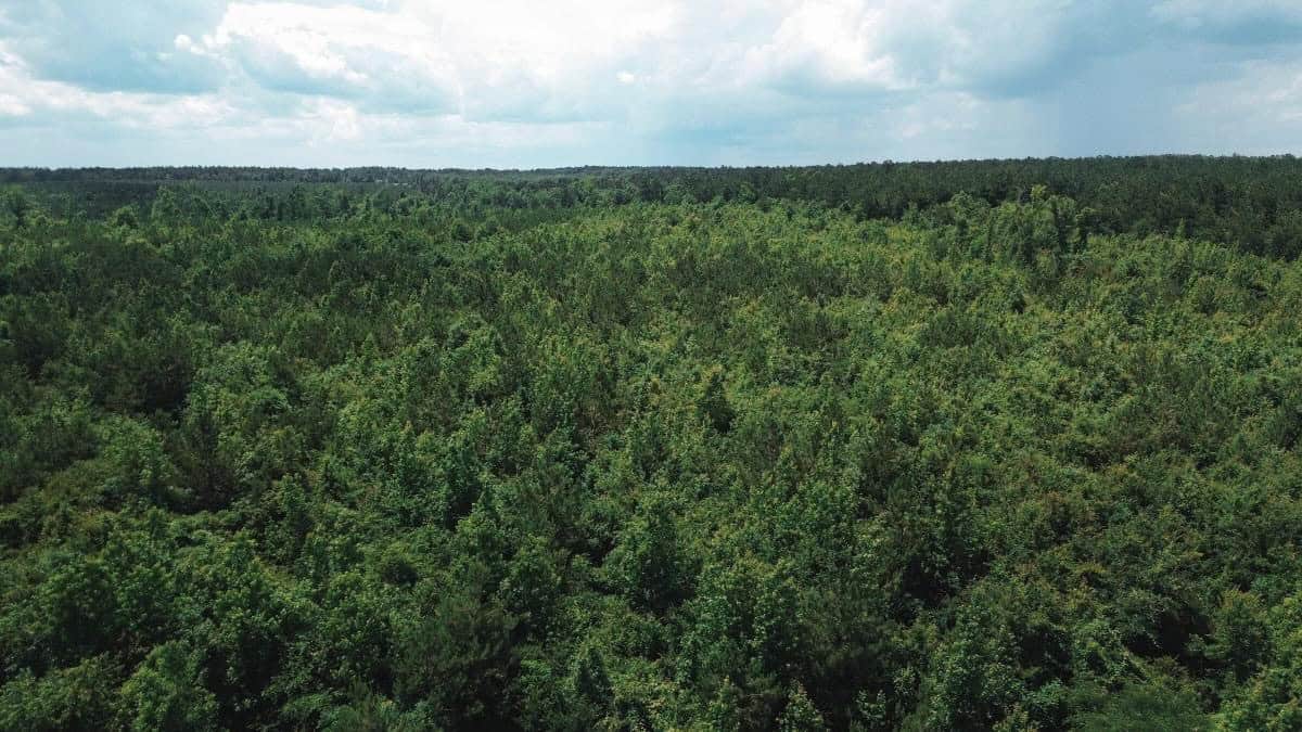 Weston 112 – Timber & Hunting Land in Jackson Parish, LA