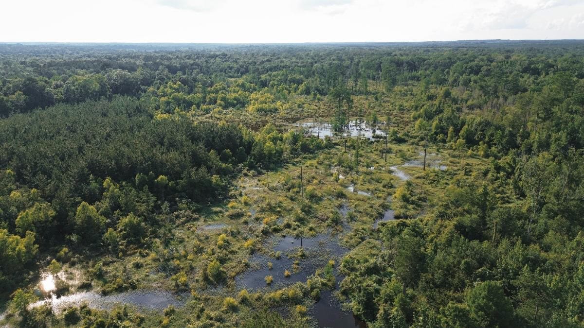 Chatham 72 – HARDWOOD TIMBER & HUNTING JACKSON PARISH LA