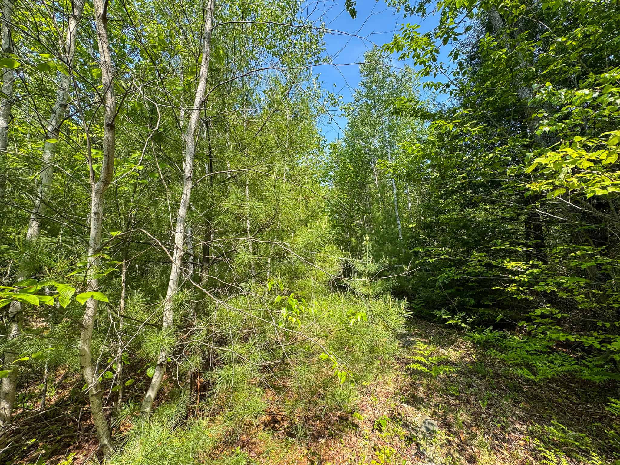 Large Land Parcel – 100 Acres in Maxfield, Maine