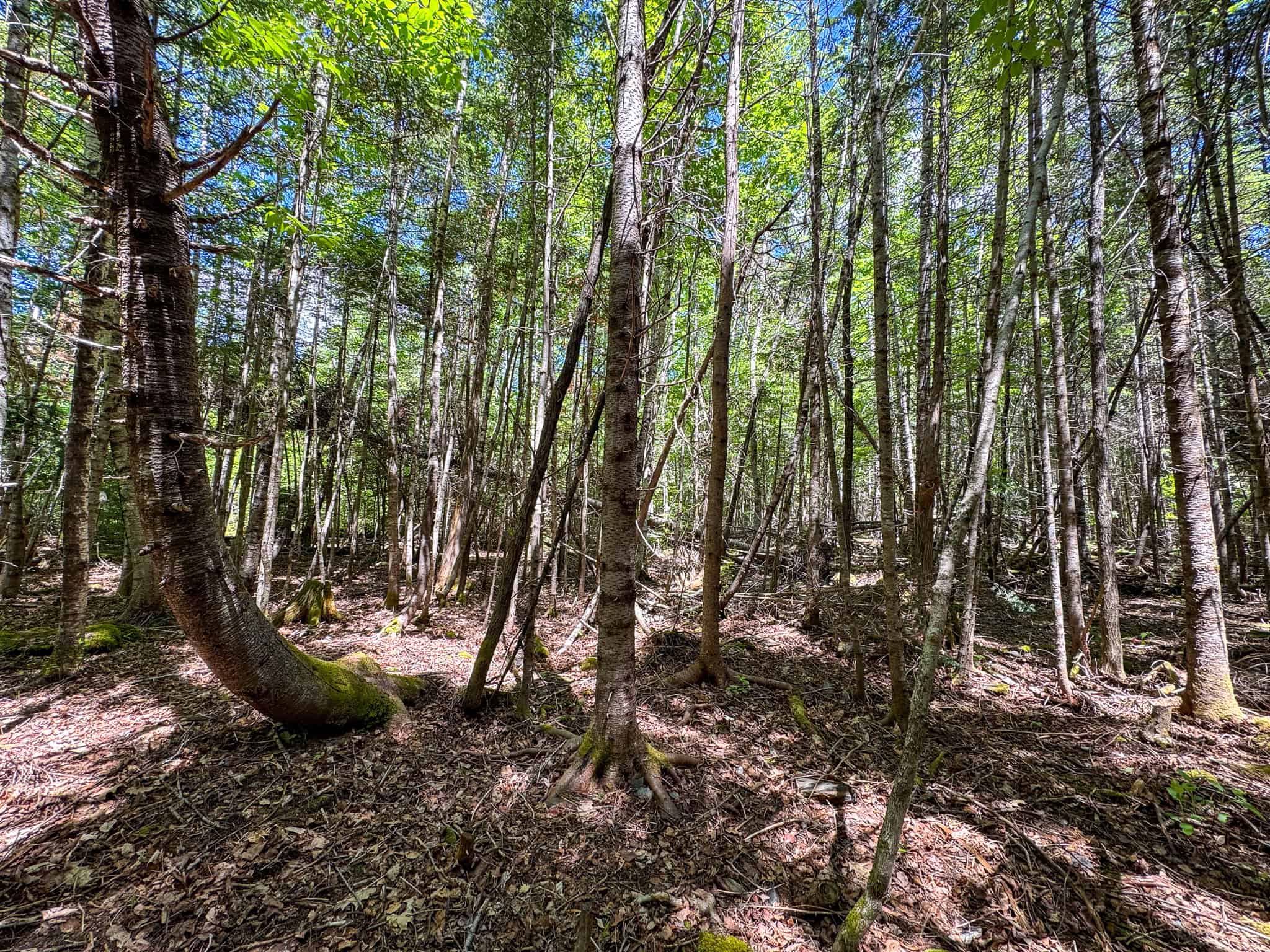 Large Acreage Maine Land for Sale Near West Grand Lake Chain