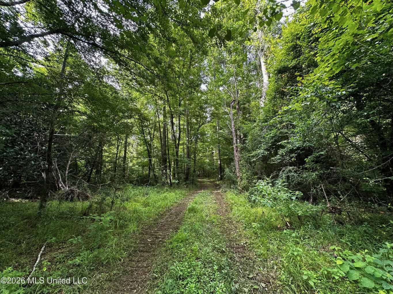 155 Acres Hunting Land for Sale in Centreville, MS