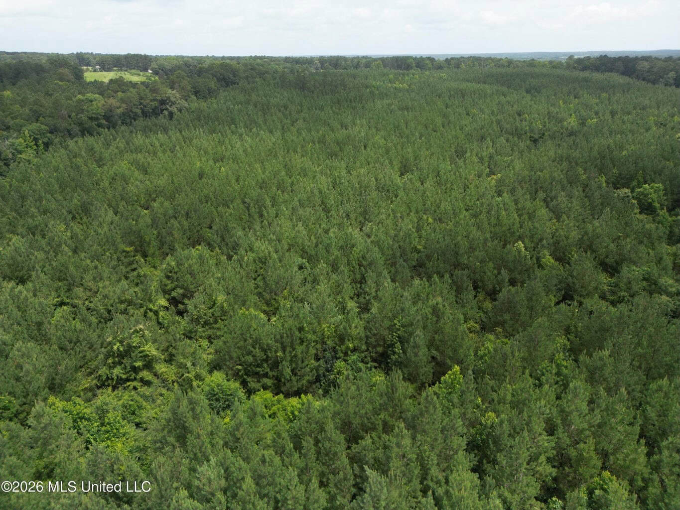 70+- Acres of Plantation Pines Pike County MS