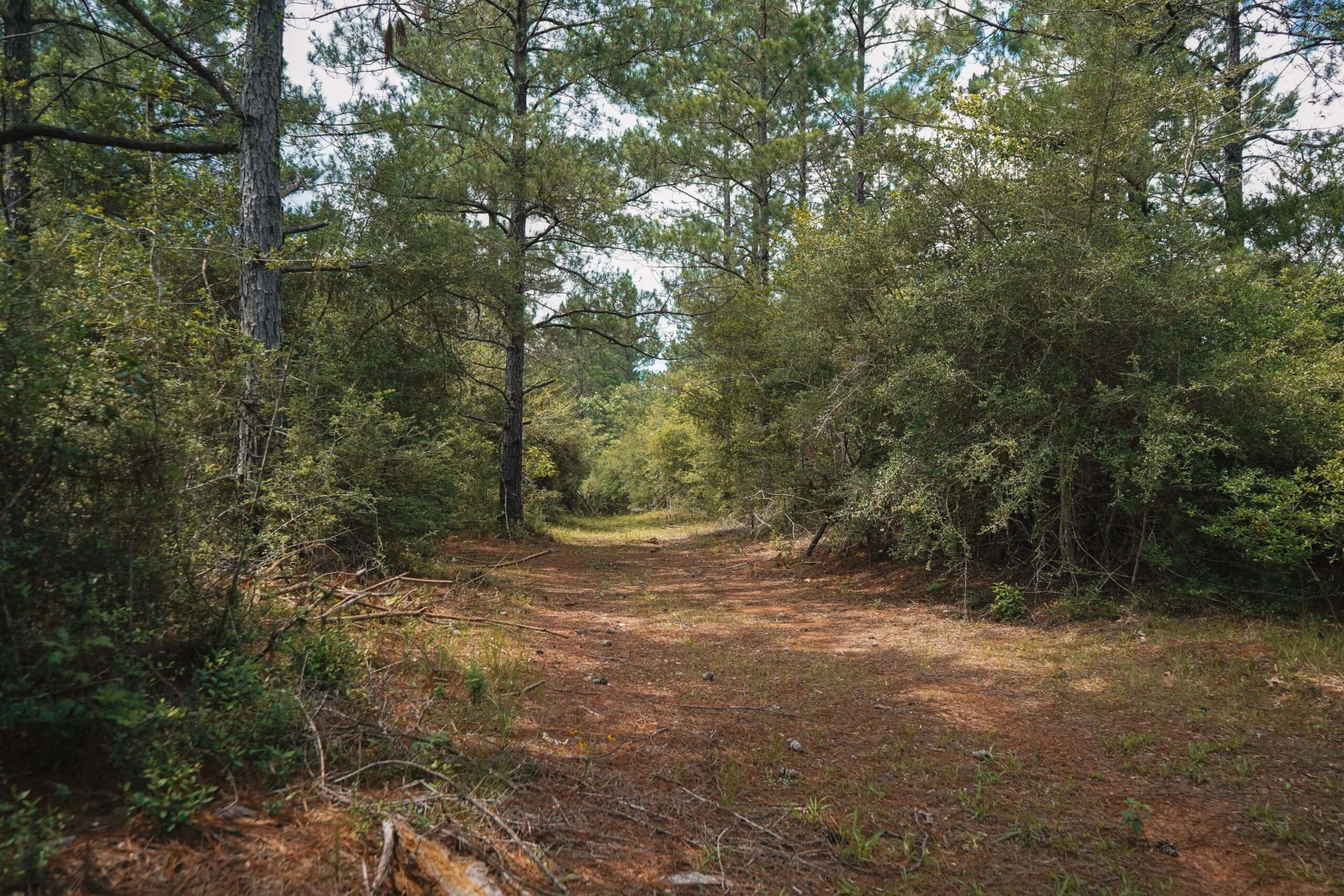 Weston 53 – Timber & Hunting Land in Louisiana
