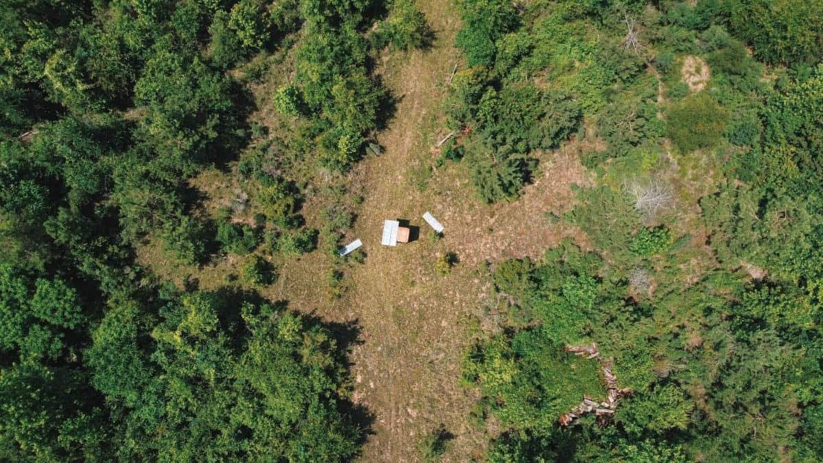 Weston 112 – Timber & Hunting Land in Jackson Parish, LA
