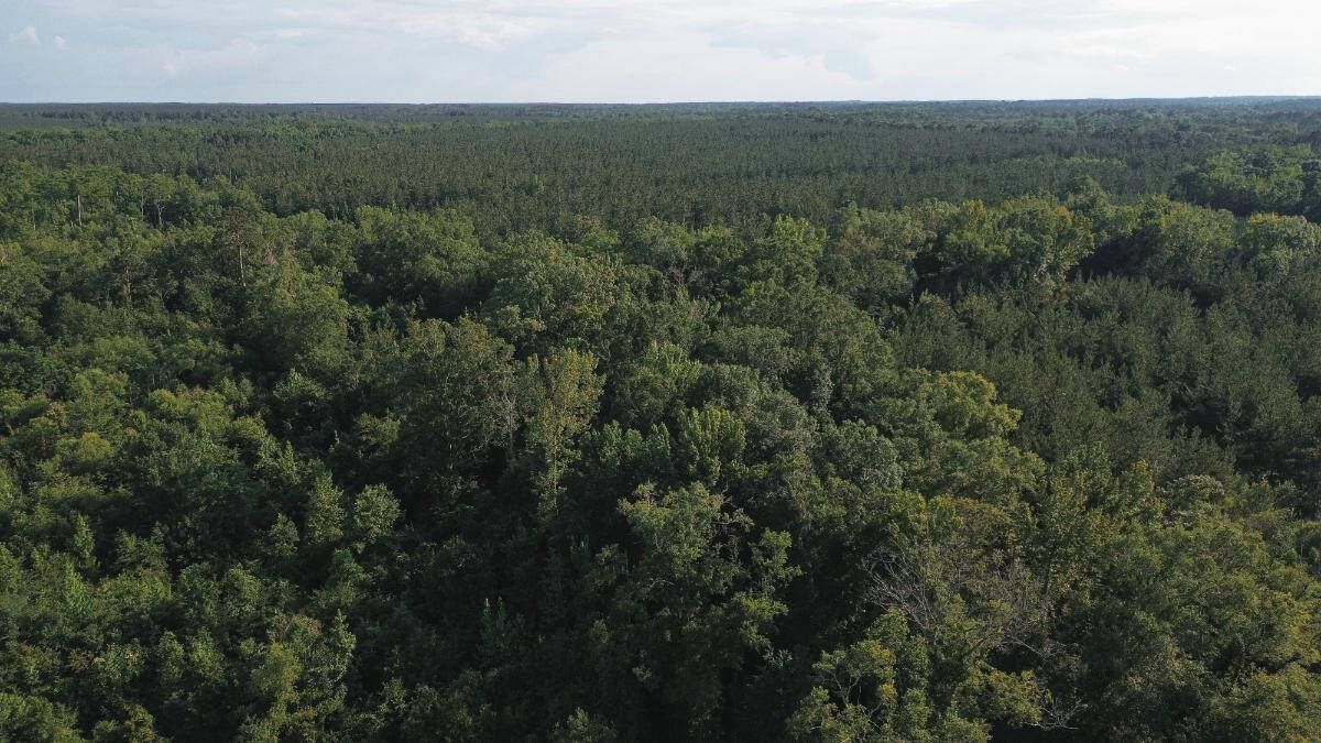 Chatham 72 – HARDWOOD TIMBER & HUNTING JACKSON PARISH LA