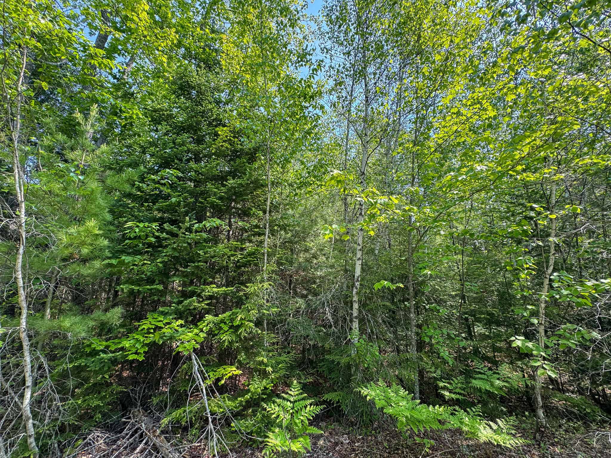 Large Land Parcel – 100 Acres in Maxfield, Maine