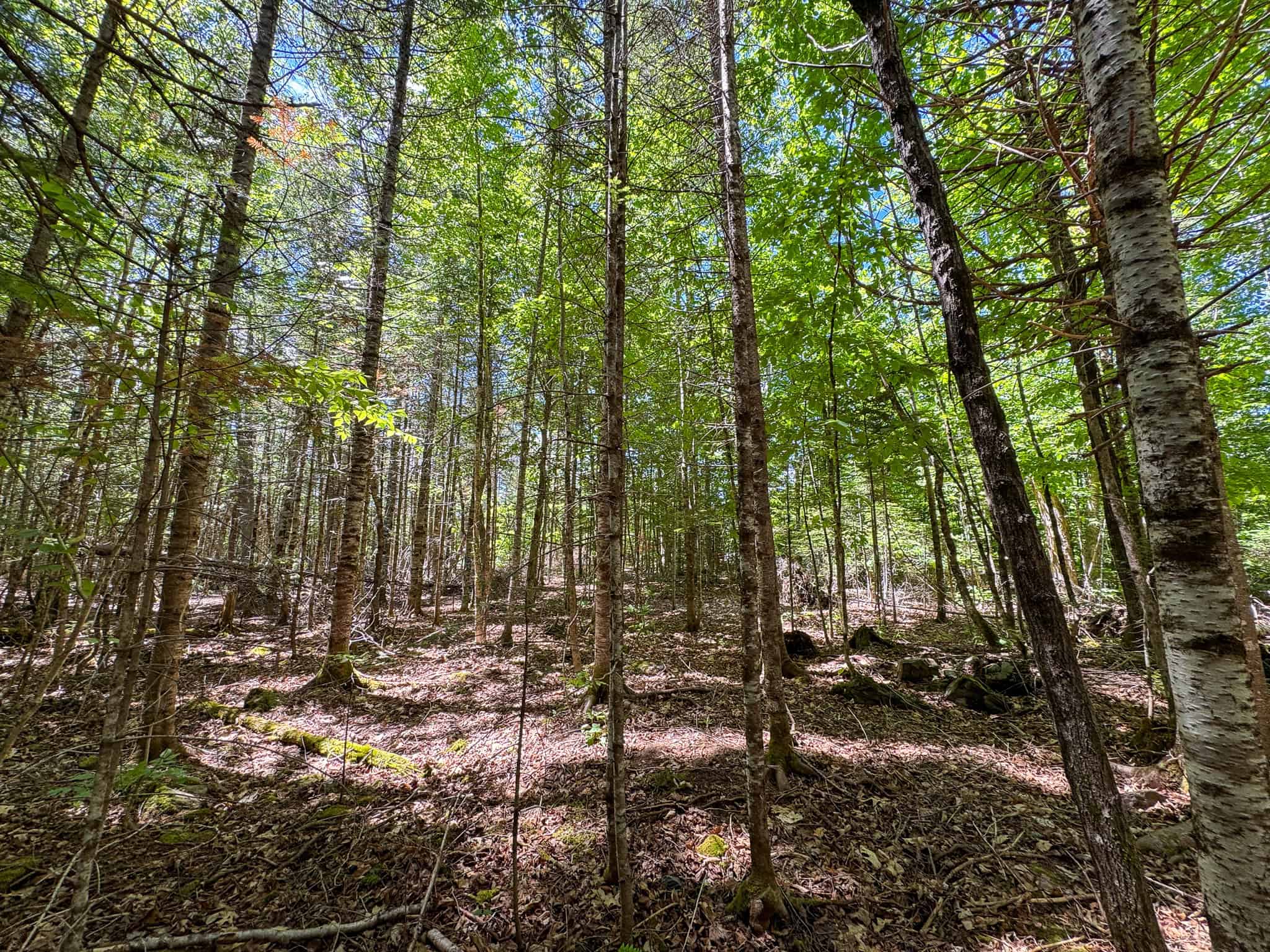 Large Acreage Maine Land for Sale Near West Grand Lake Chain