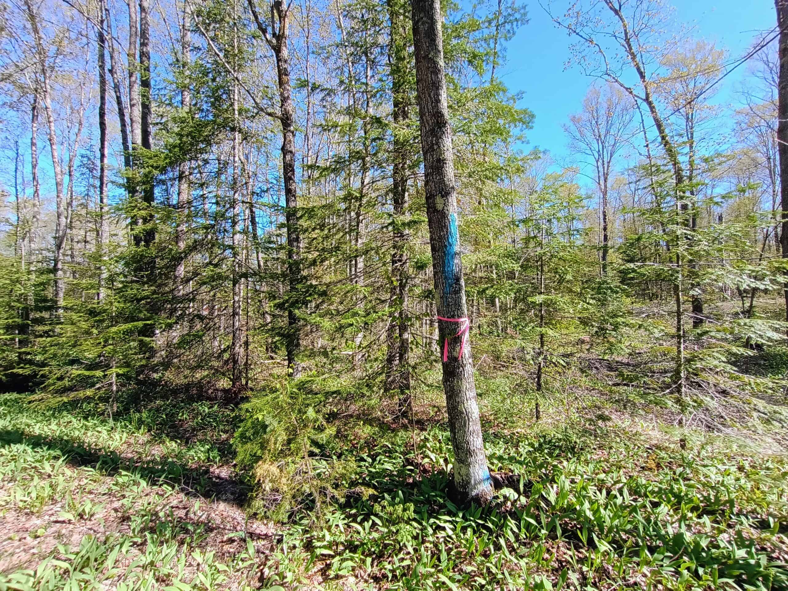 40 Acres Surrounded by 300,000 Acres of Public Land