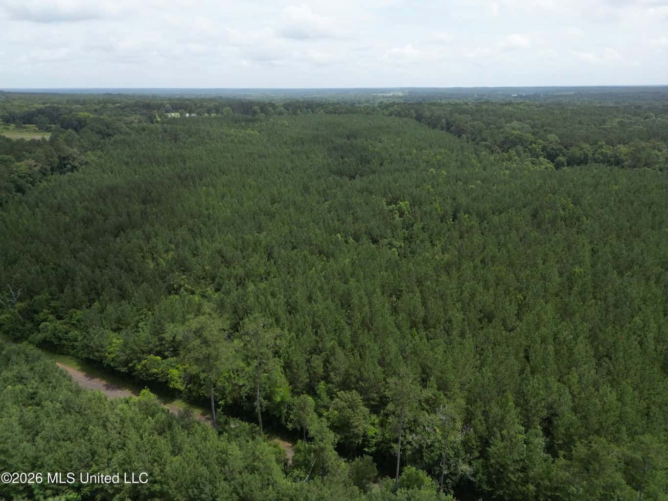 70+- Acres of Plantation Pines Pike County MS