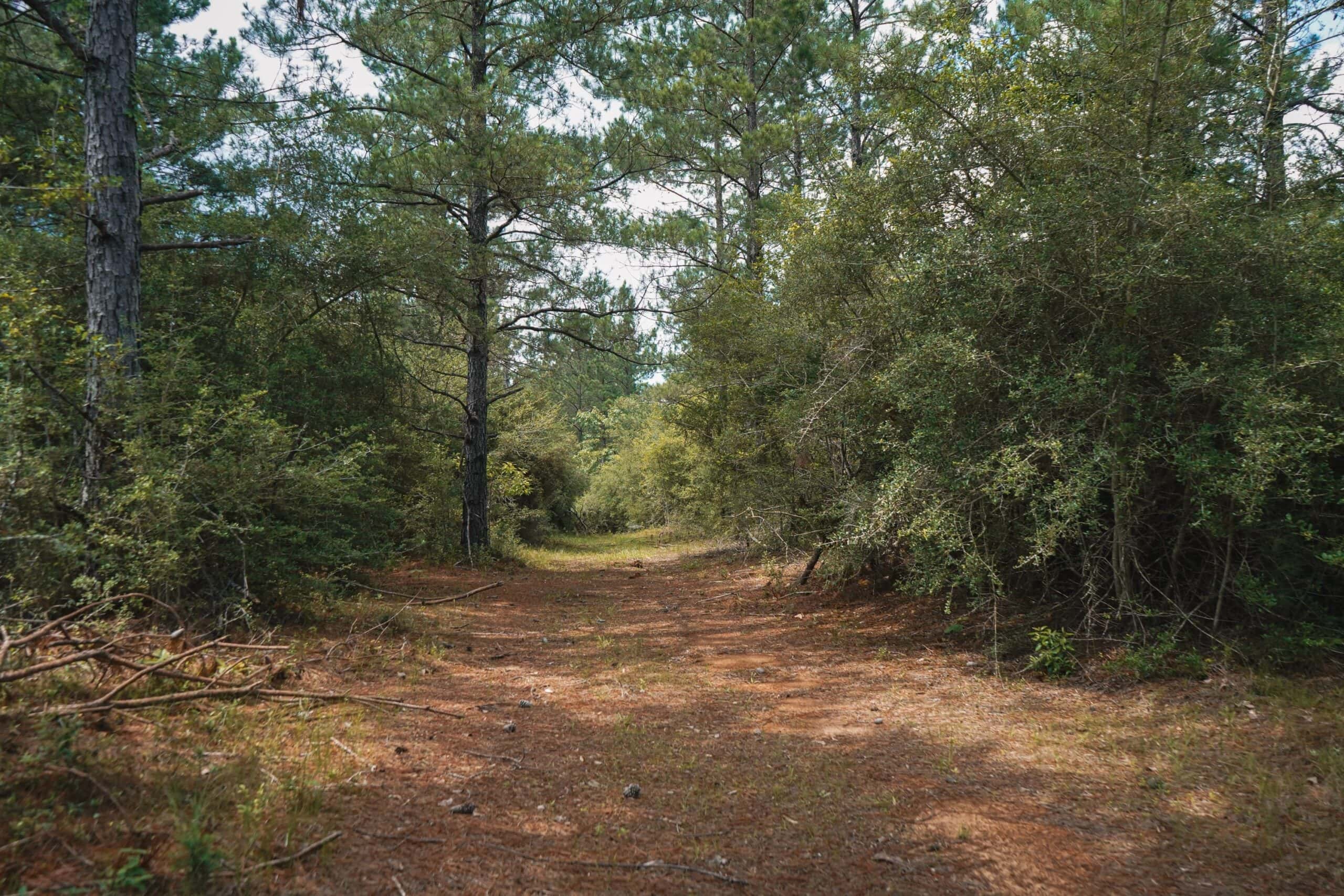 Weston 53 – Timber & Hunting Land in Louisiana
