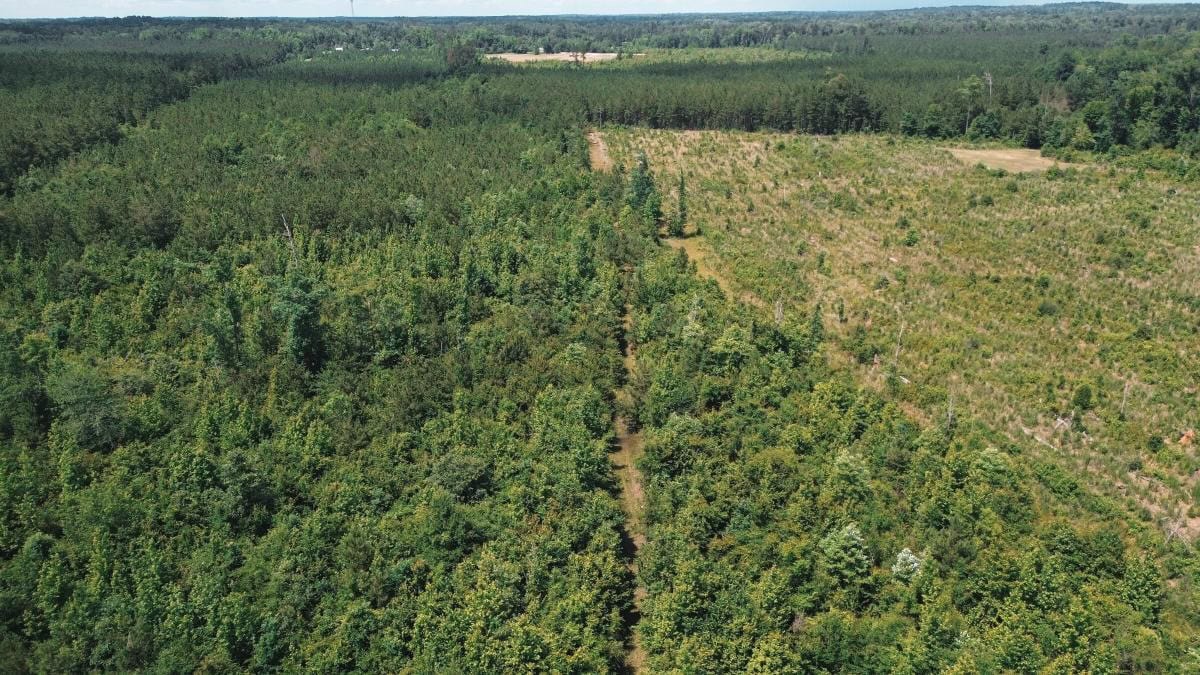 Weston 112 – Timber & Hunting Land in Jackson Parish, LA