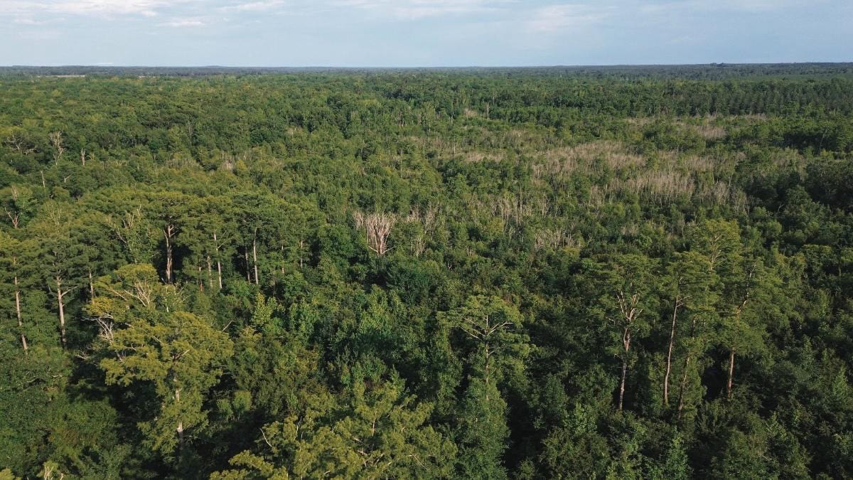 Chatham 72 – HARDWOOD TIMBER & HUNTING JACKSON PARISH LA