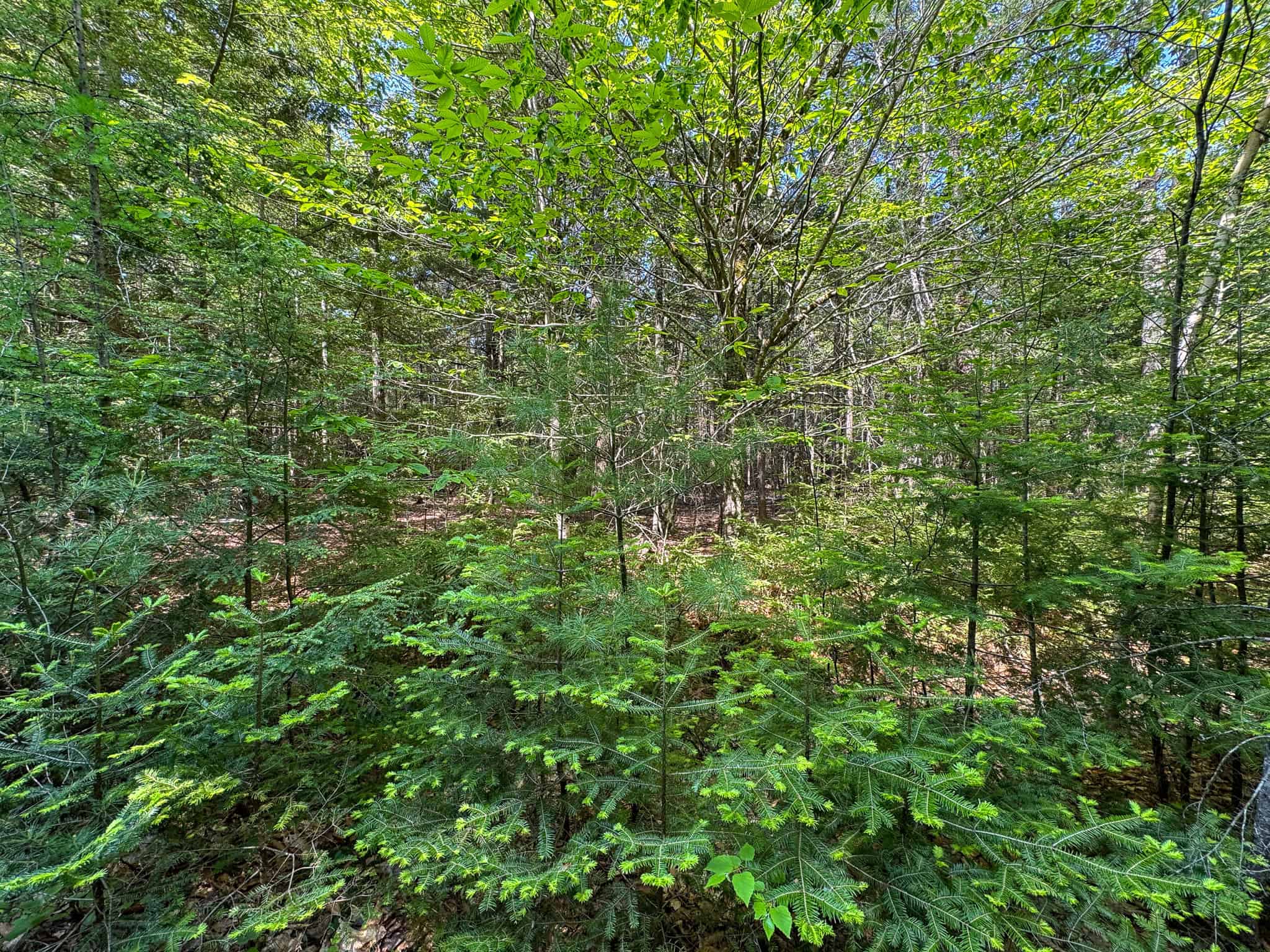 Large Land Parcel – 100 Acres in Maxfield, Maine