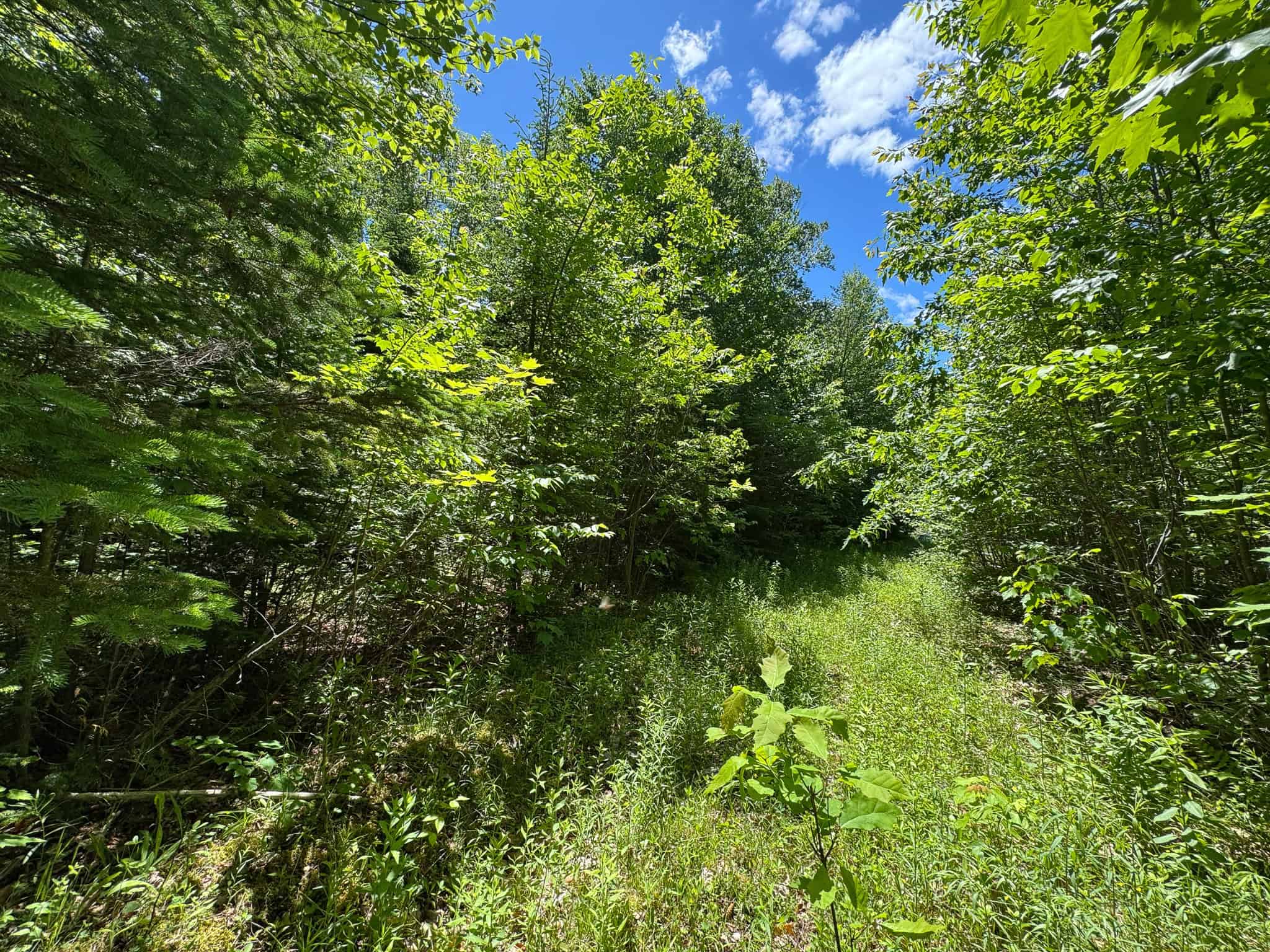 Large Acreage Maine Land for Sale Near West Grand Lake Chain