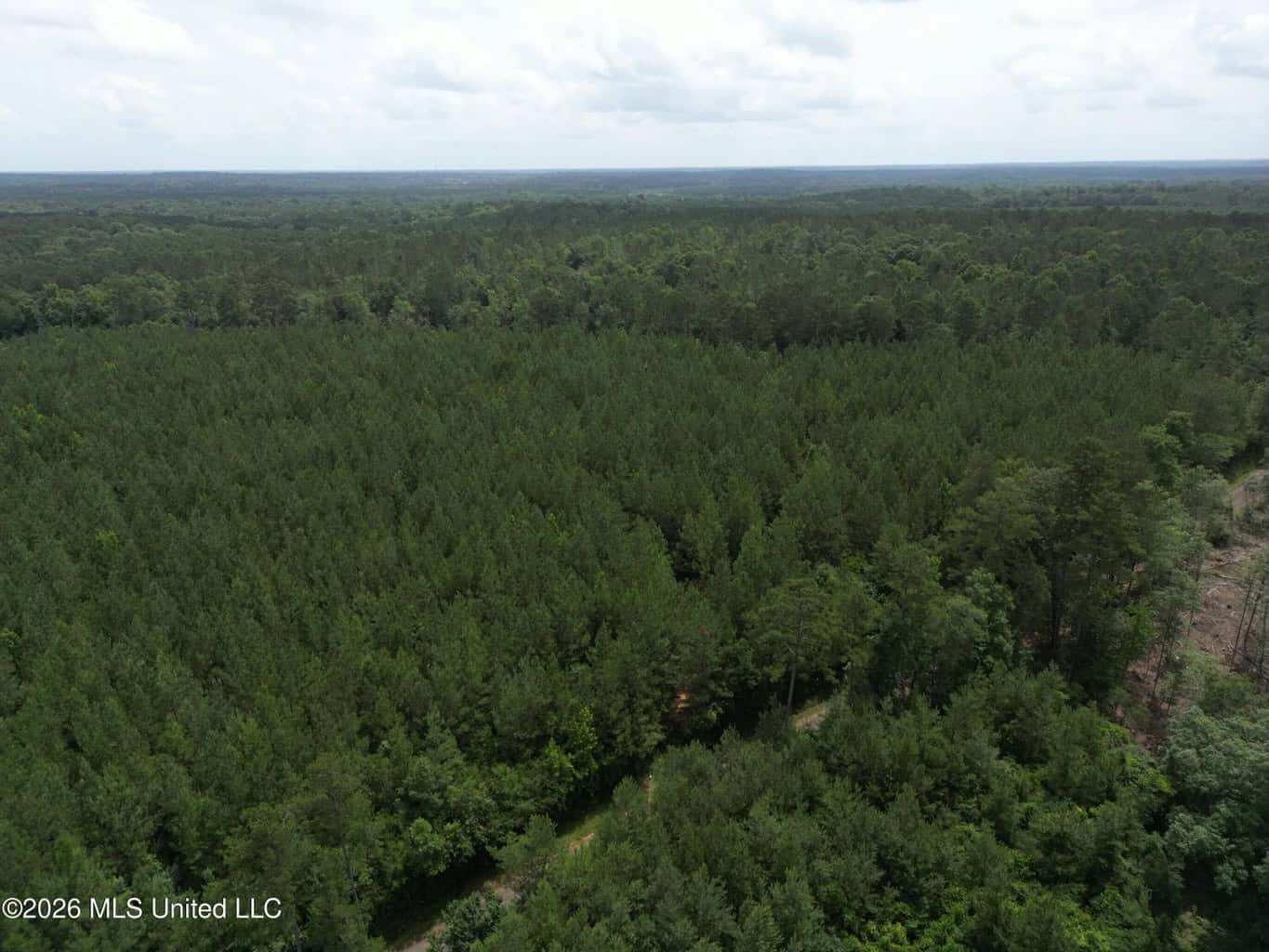 70+- Acres of Plantation Pines Pike County MS