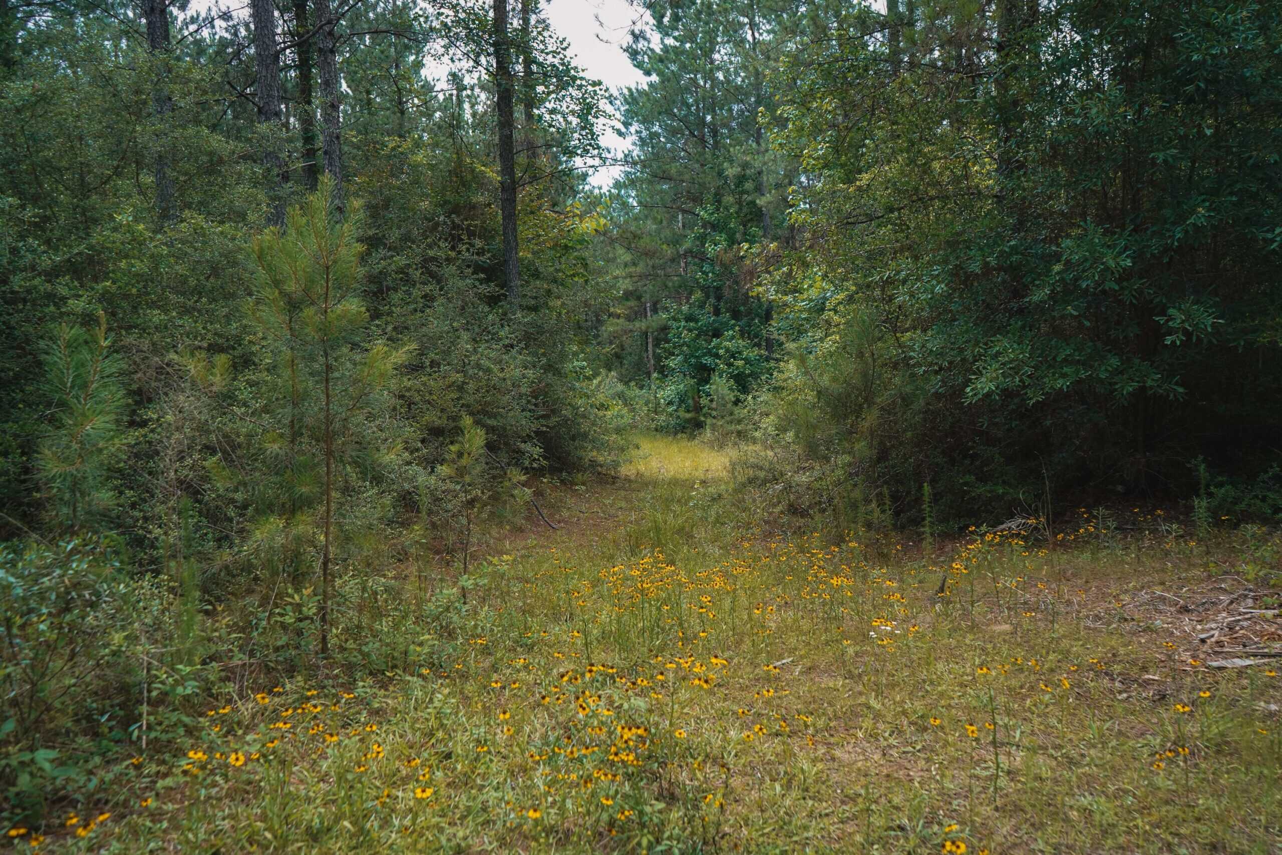 Weston 53 – Timber & Hunting Land in Louisiana