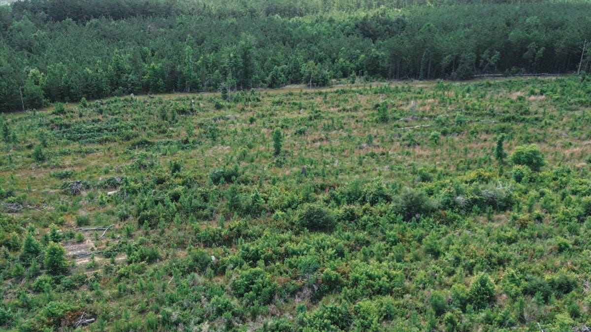 Weston 112 – Timber & Hunting Land in Jackson Parish, LA