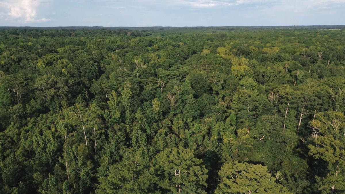Chatham 72 – HARDWOOD TIMBER & HUNTING JACKSON PARISH LA