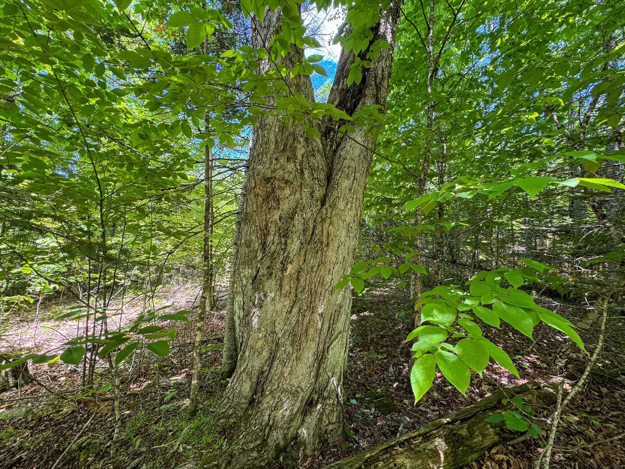 Large Acreage Maine Land for Sale Near West Grand Lake Chain