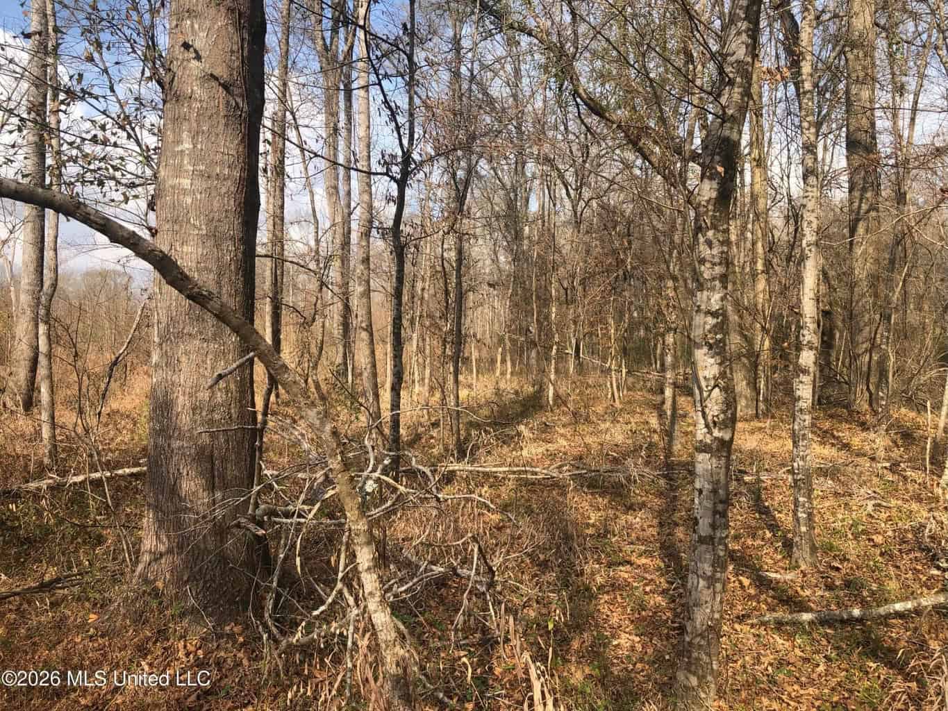 88.5 acres Hunting & Timber Land for Sale in Utica, Ms