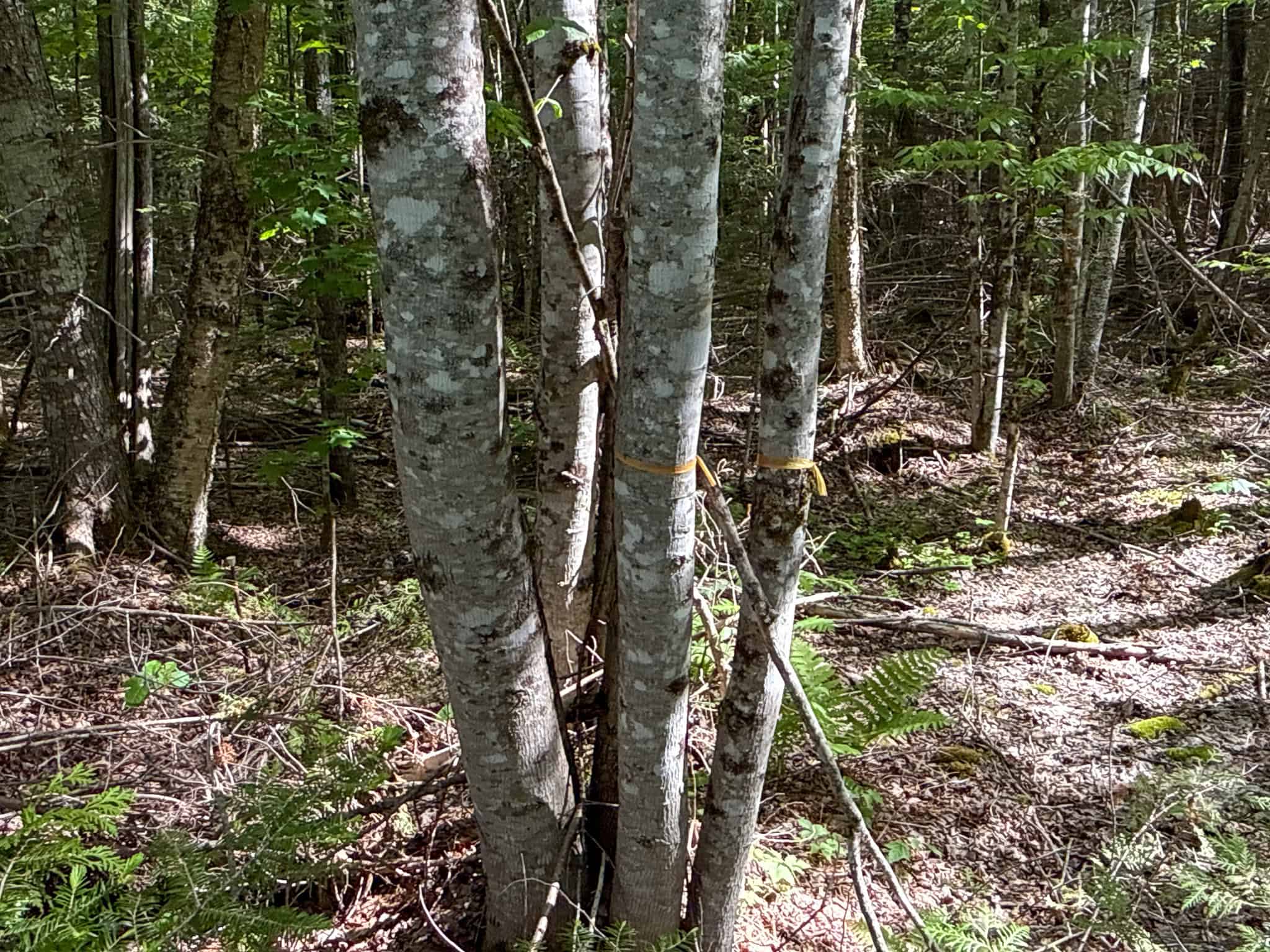 46 Acres of Maine Wilderness with Turnkey Off-Grid Cabin & Garage