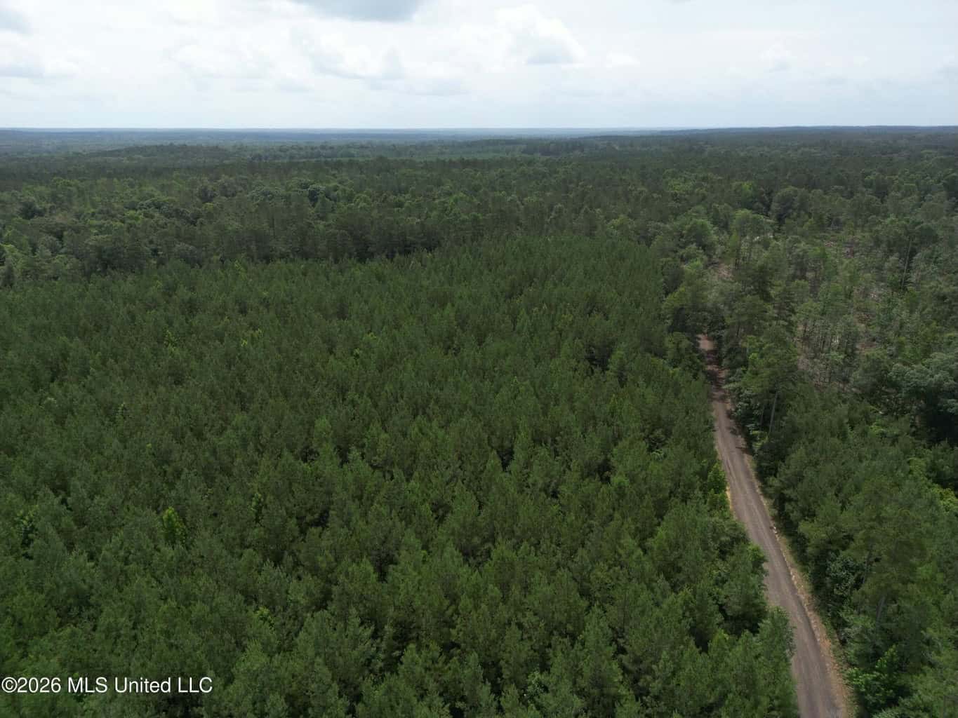 70+- Acres of Plantation Pines Pike County MS
