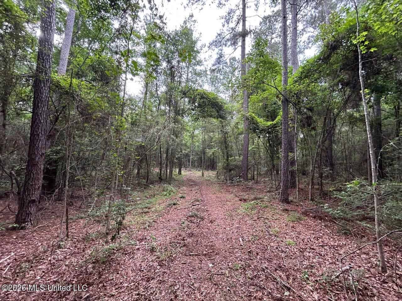 120± Acres for Sale in Osyka, MS on Tickfaw River