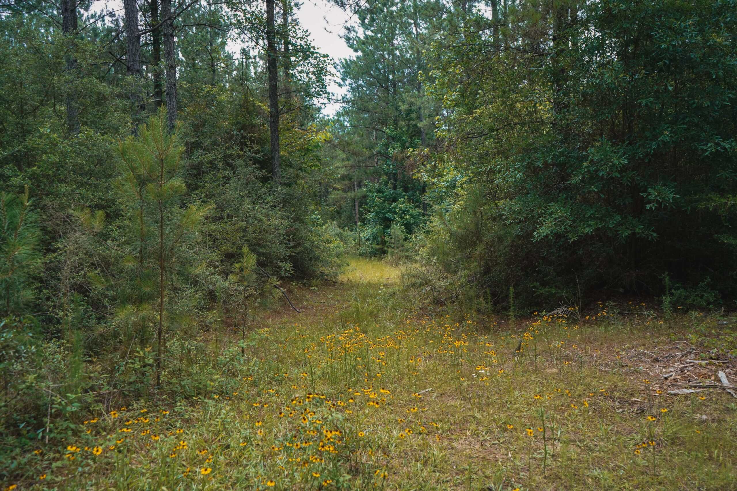 Weston 53 – Timber & Hunting Land in Louisiana