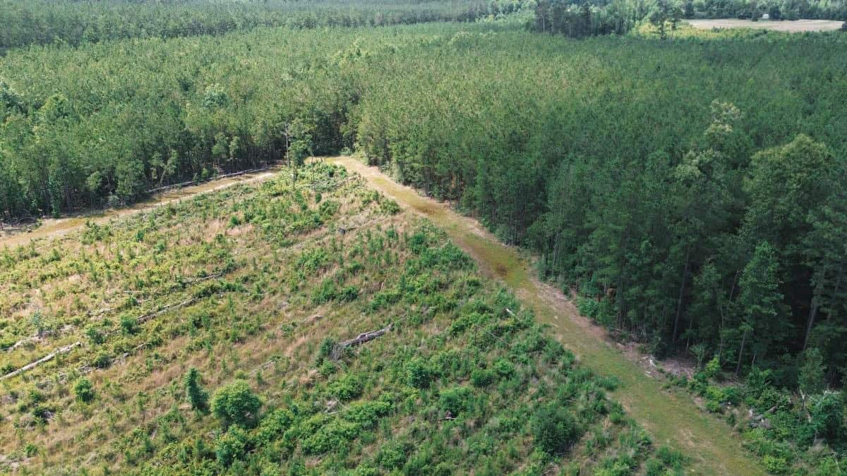Weston 112 – Timber & Hunting Land in Jackson Parish, LA